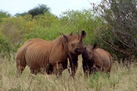 Nosorožci bývají častým cílem pytláků.